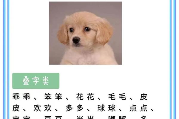 如何为狗宝宝起个独特又有意义的名字