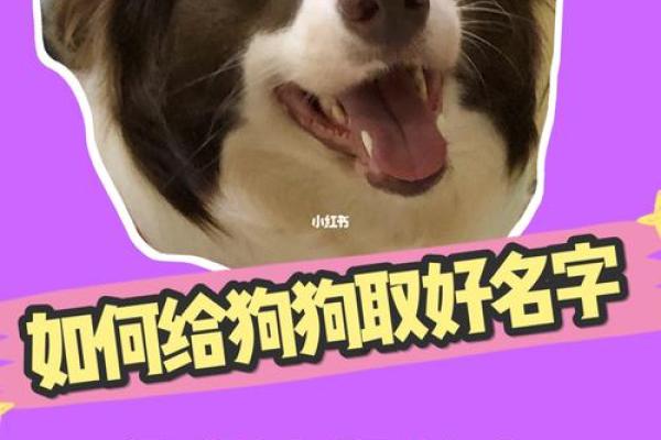 如何为狗宝宝起个独特又有意义的名字