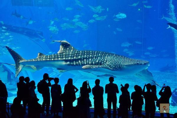 体验水族节日的魅力：风俗、服饰与美食的盛宴