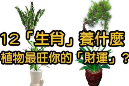 十二生肖与风水：如何通过生肖调整家居布局