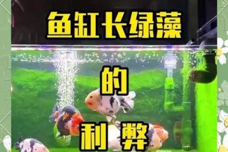 鱼缸风水禁忌：养鱼时你必须知道的风水法则